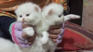 PERSIAN TRIPPLE COAT BLUE AND GREY EYES KITTENS Read Description