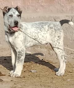 Afghan Kuchi Male Dog / Afghan Kuchi security Dog