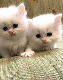 Persian kittens/ male / female / triple coated / kittens for sale