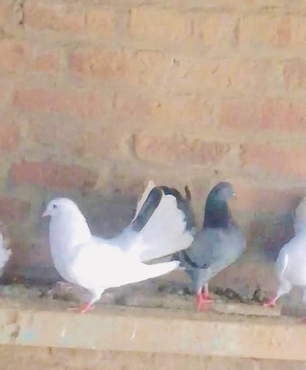 fancy  pigeons laky kabootar 0