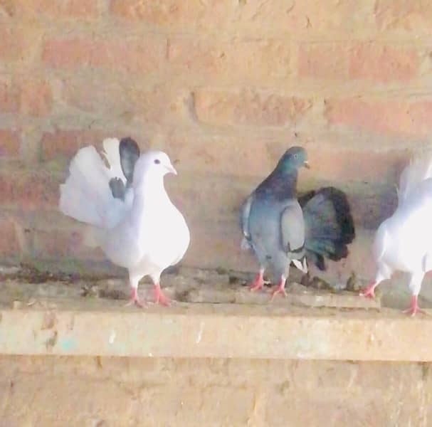 fancy  pigeons laky kabootar 1