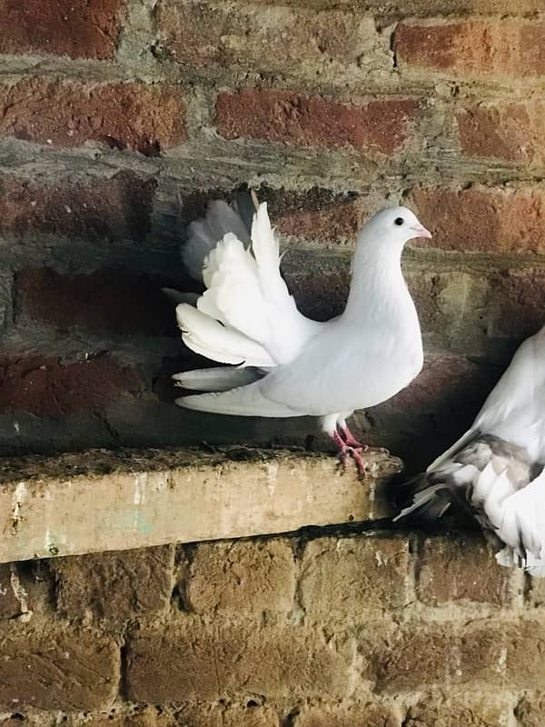 fancy  pigeons laky kabootar 2