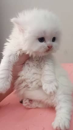 Persian kittens/long coat kittens /kitties/cat baby