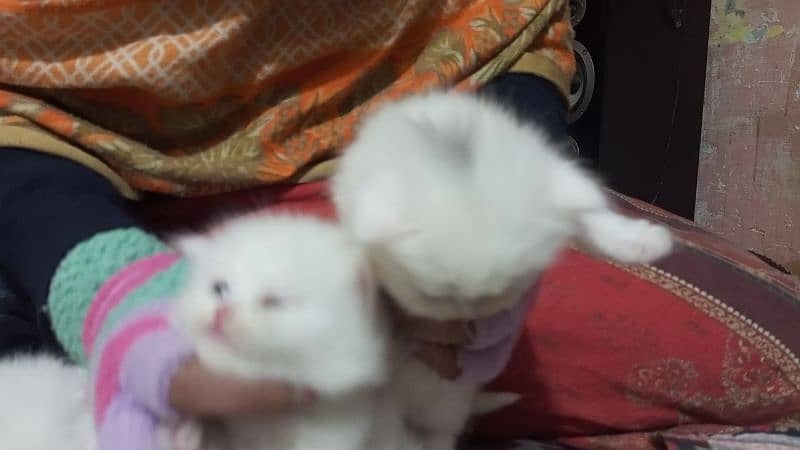 Persian kittens 3