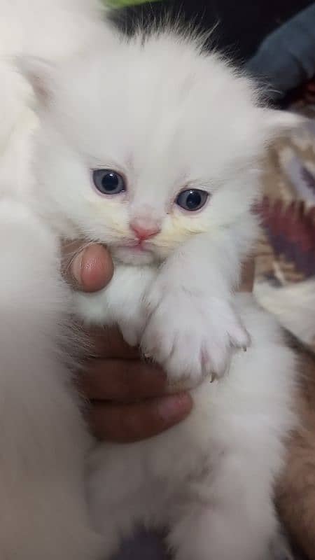 Persian kittens 4