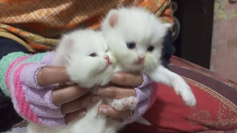 Persian kittens 7