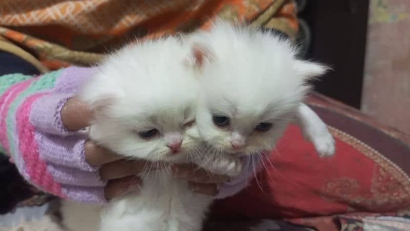 Persian kittens 8