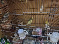 Australian parrots with cage