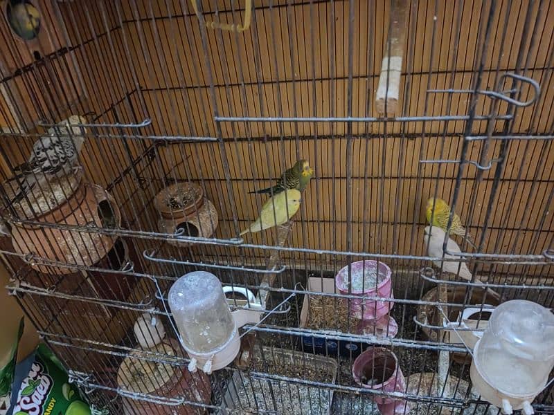 Australian parrots with cage 0