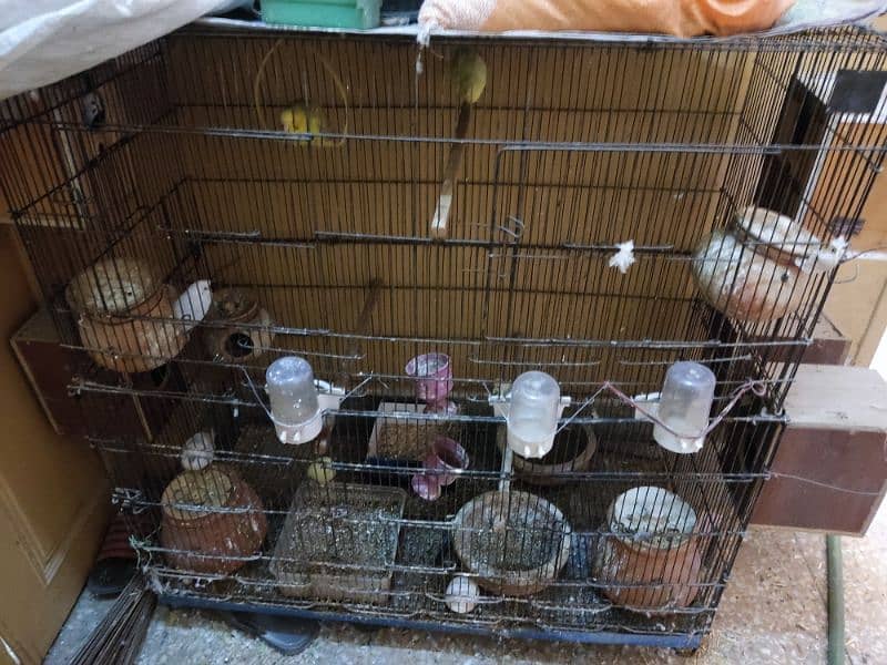 Australian parrots with cage 1