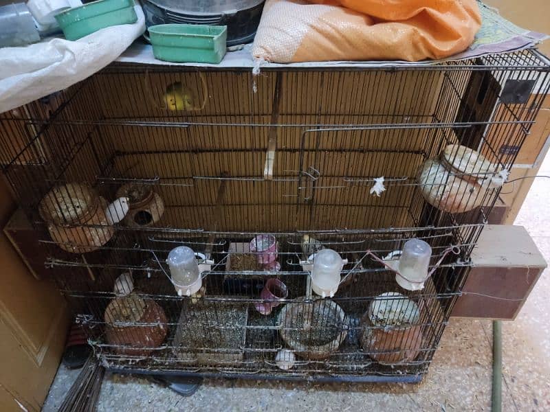 Australian parrots with cage 2