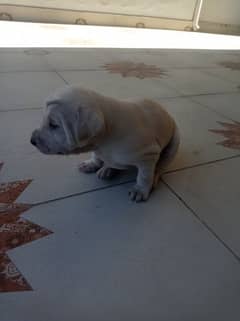 female Labrador puppy