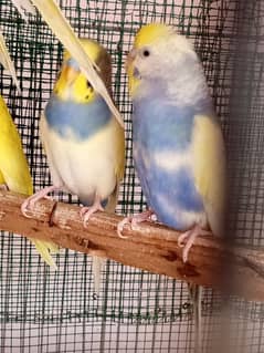 budgies