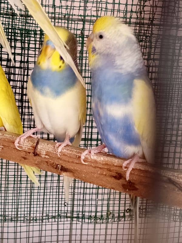 budgies and cocktail breeder pair 0