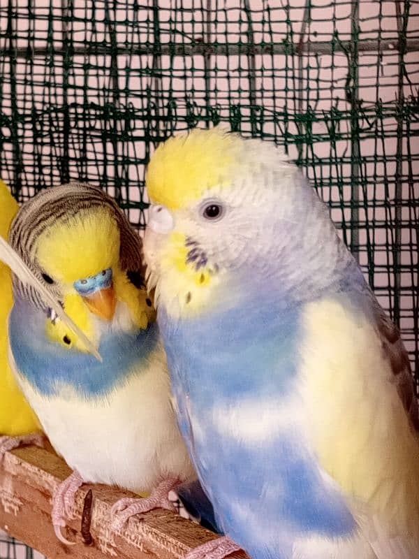 budgies and cocktail breeder pair 1