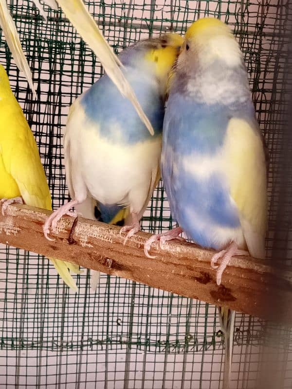 budgies and cocktail breeder pair 2