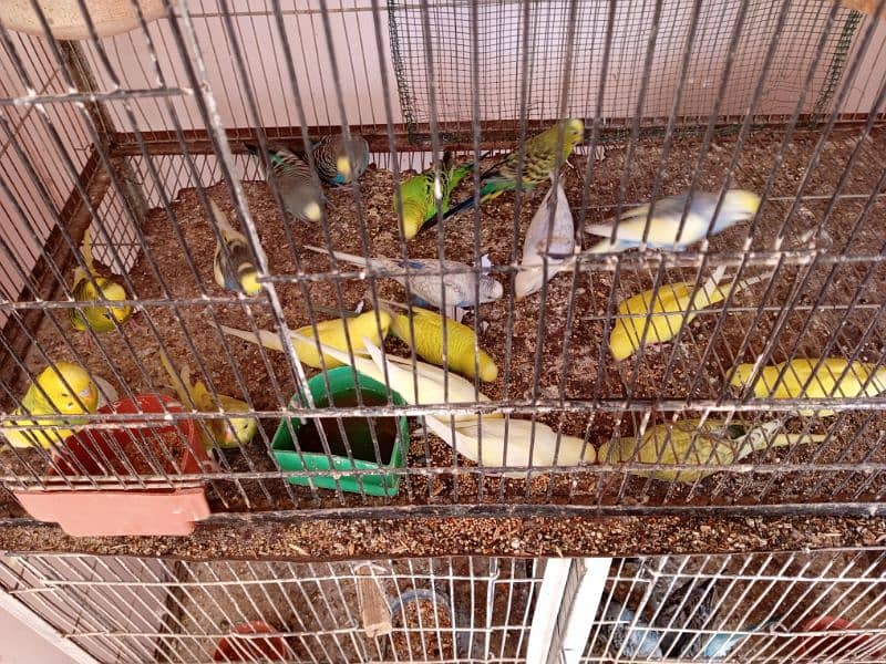 budgies and cocktail breeder pair 3