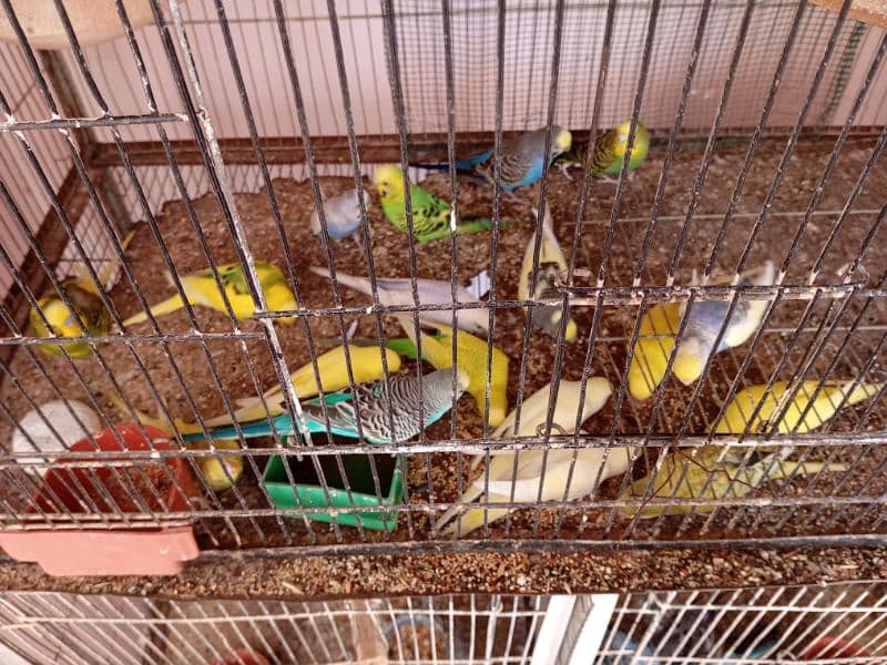 budgies and cocktail breeder pair 4