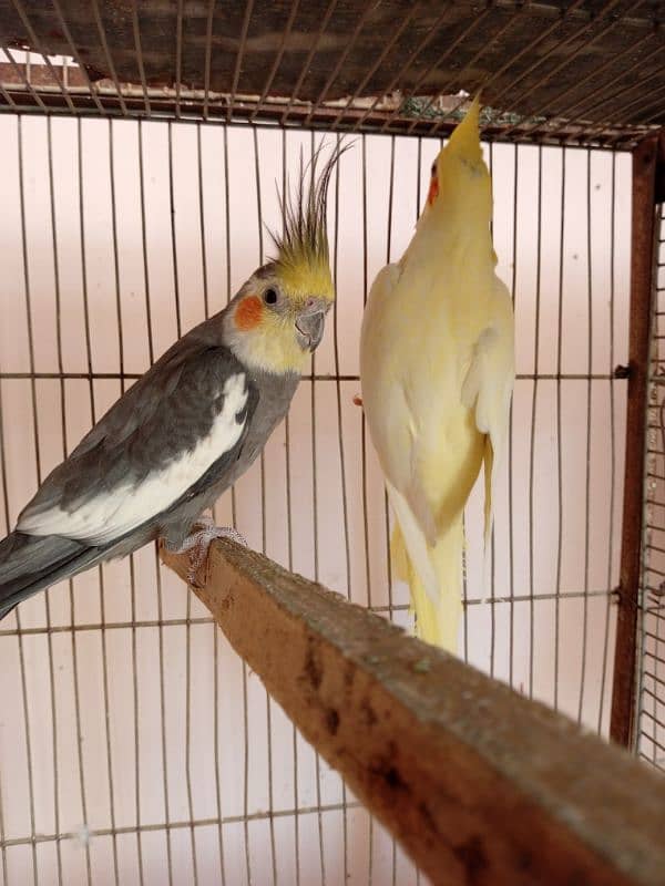 budgies and cocktail breeder pair 5