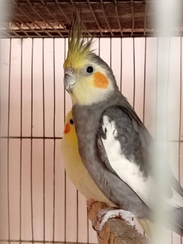 budgies and cocktail breeder pair 6