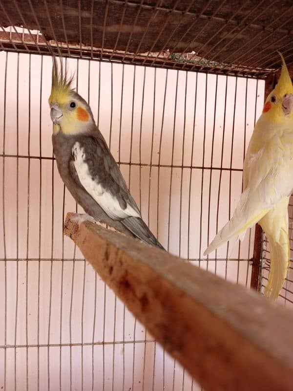 budgies and cocktail breeder pair 7