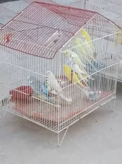 Australian parrots for sale