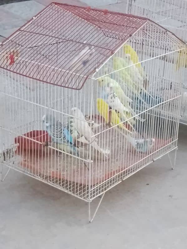 Australian parrots for sale 0