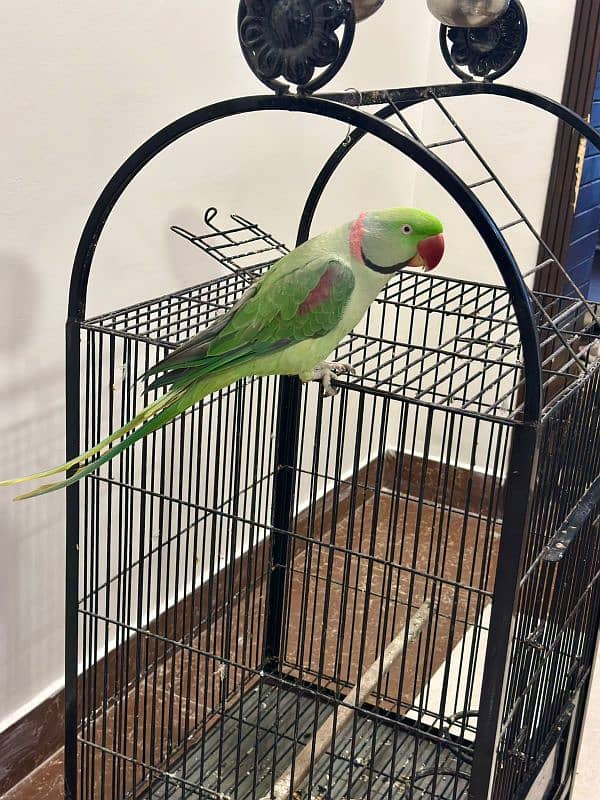 Raw talking parrot with cage 0