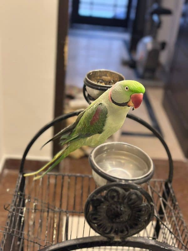 Raw talking parrot with cage 1