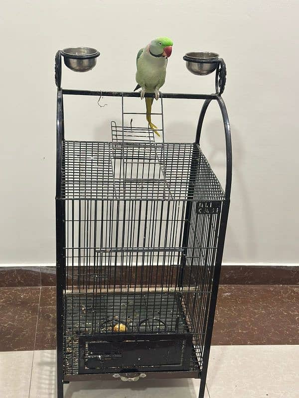 Raw talking parrot with cage 2