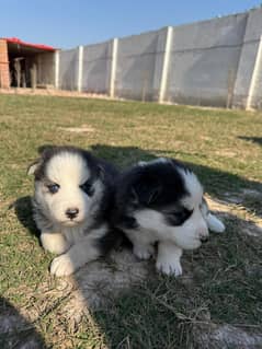 Siberian Husky puppies / husky Dog / High Quality Males pup for sale