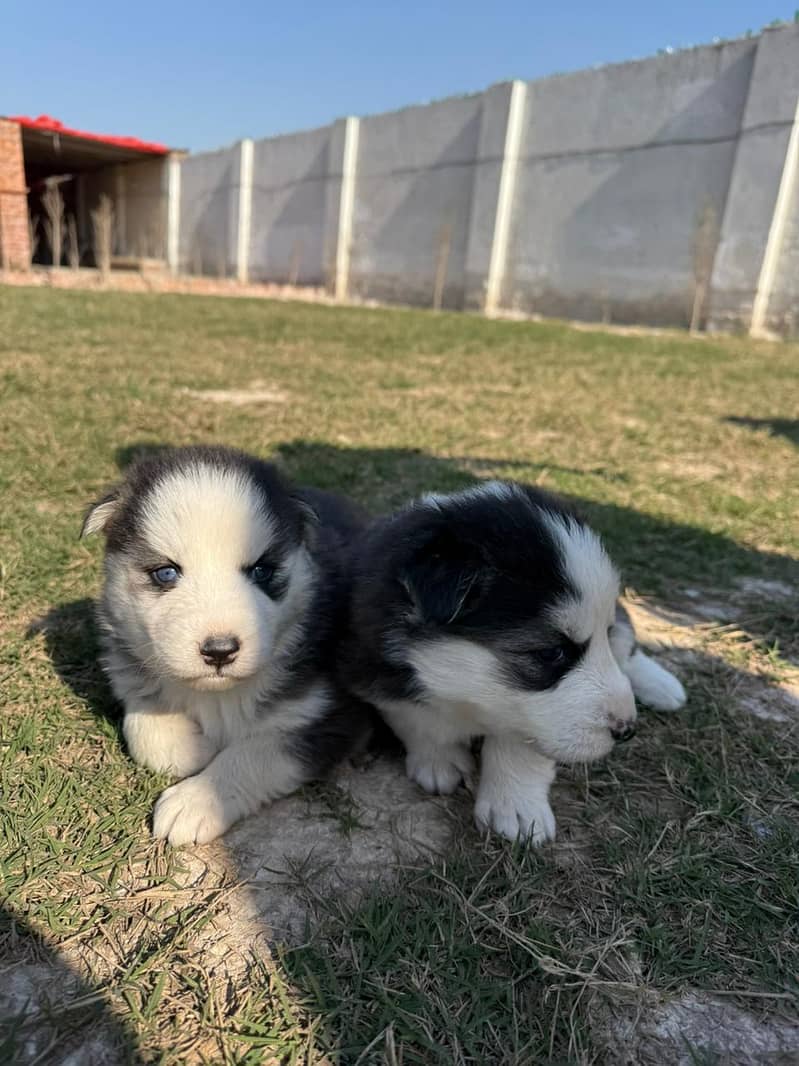 Siberian Husky puppies / husky Dog / High Quality Males pup for sale 0