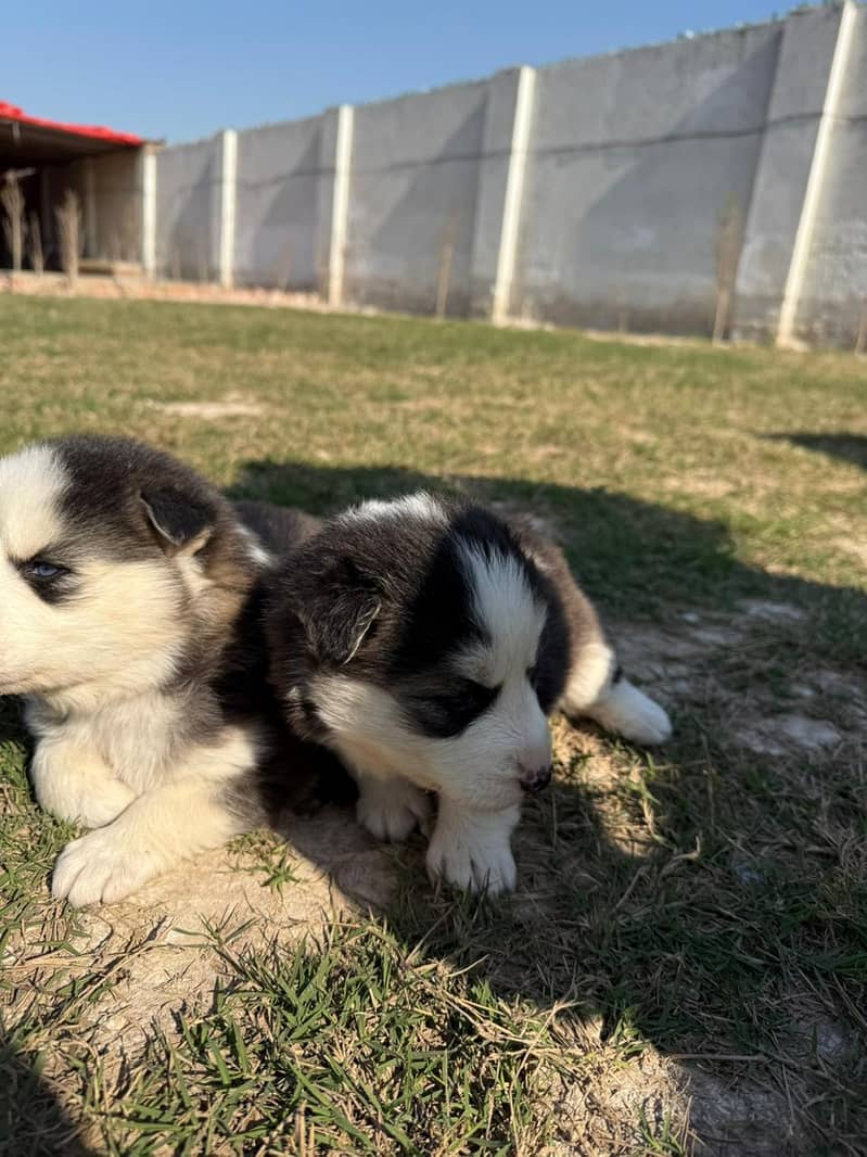 Siberian Husky puppies / husky Dog / High Quality Males pup for sale 1