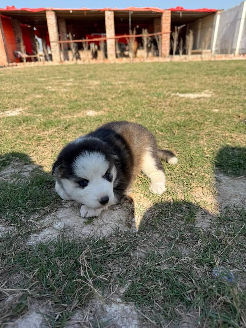 Siberian Husky puppies / husky Dog / High Quality Males pup for sale 2