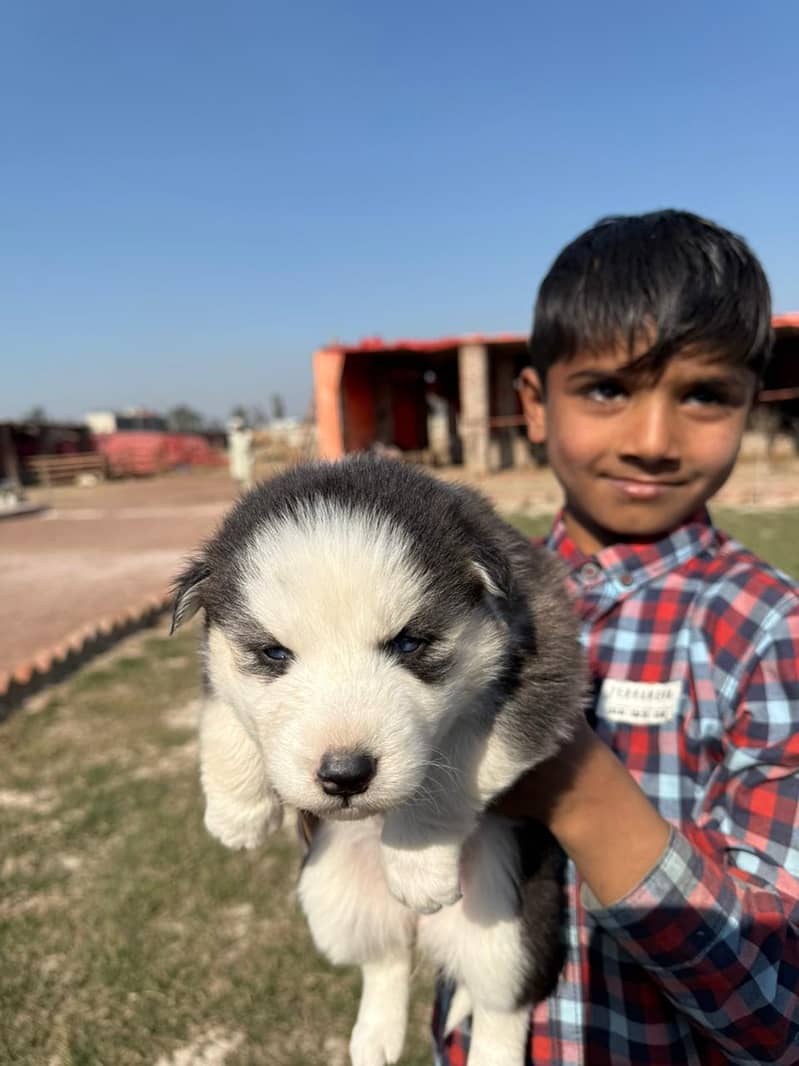 Siberian Husky puppies / husky Dog / High Quality Males pup for sale 3