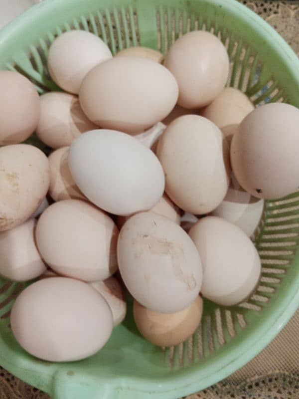 Pure Desi eggs 0