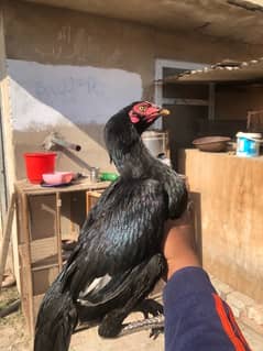 Aseel mushkii murghii for sale