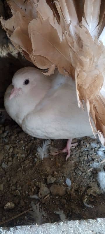 Red tail 0