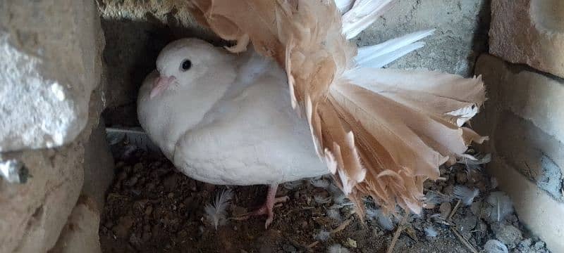 Red tail 1
