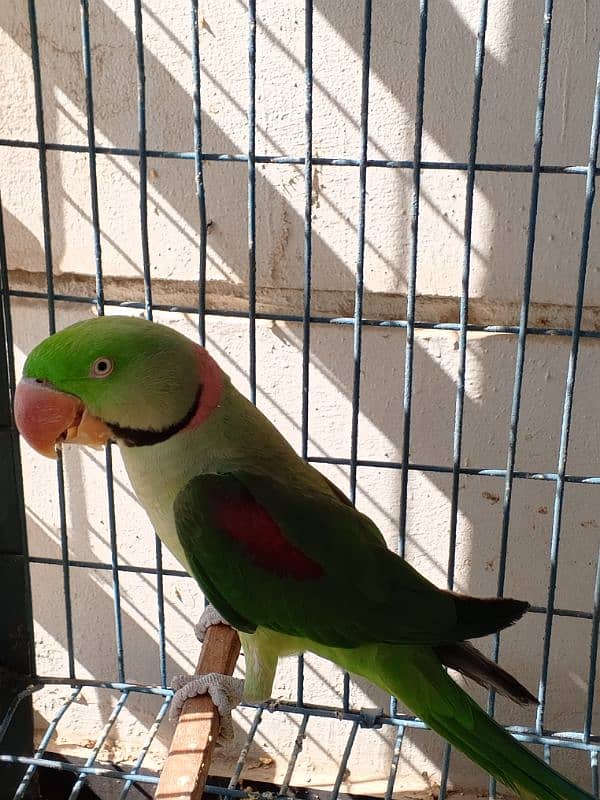 Kashmiri RAW parrot Male for sale 0