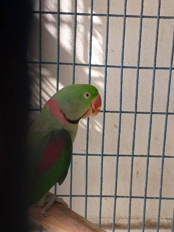 Kashmiri RAW parrot Male for sale 1