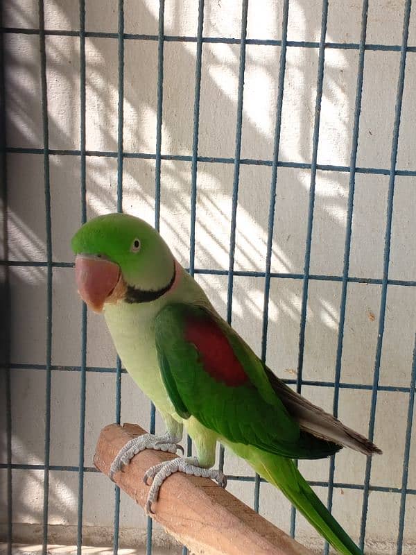 Kashmiri RAW parrot Male for sale 2