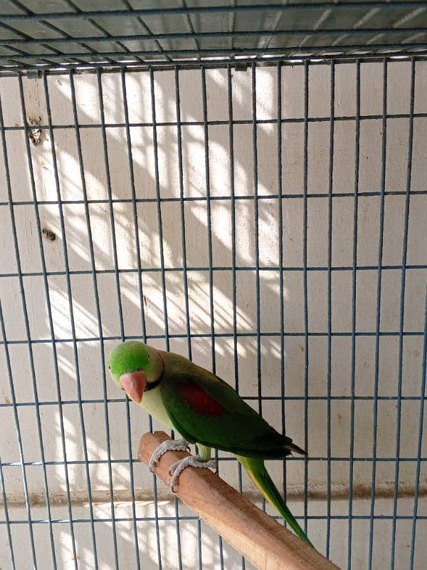 Kashmiri RAW parrot Male for sale 3