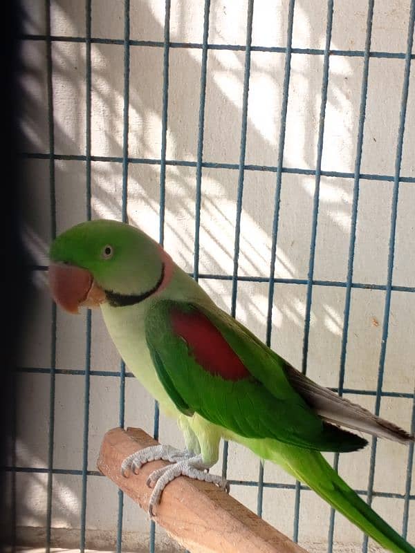 Kashmiri RAW parrot Male for sale 4