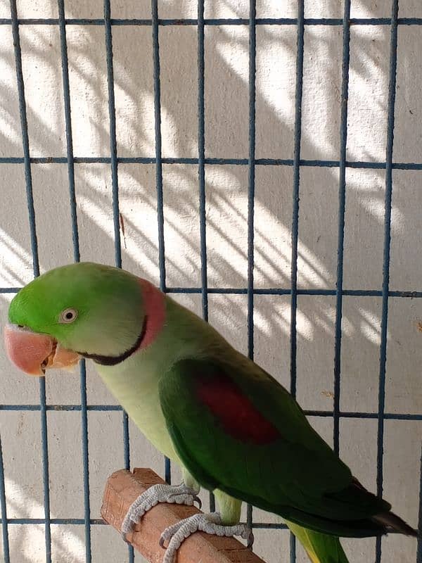 Kashmiri RAW parrot Male for sale 5