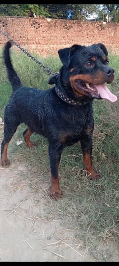 rottweiler