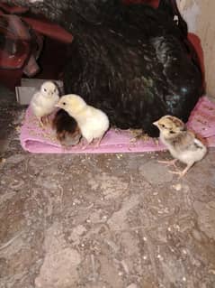 Aseel Mushka Pair & 1 hen with 3 chicks & 1 hen