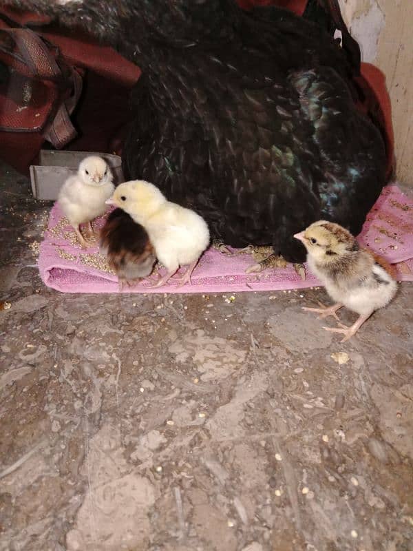 Aseel Mushka Pair & 1 hen with 3 chicks & 1 hen 0