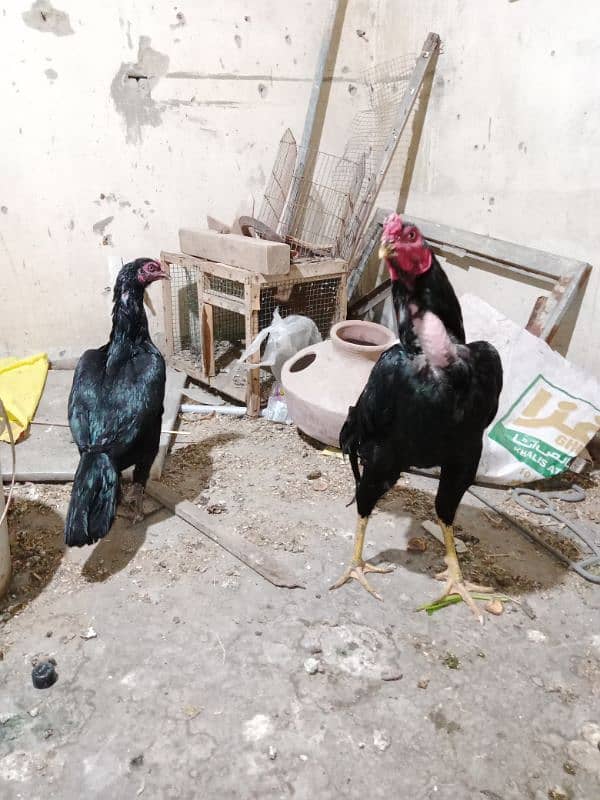 Aseel Mushka Pair & 1 hen with 3 chicks & 1 hen 1