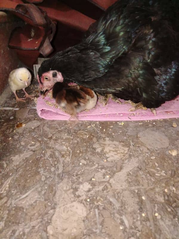 Aseel Mushka Pair & 1 hen with 3 chicks & 1 hen 4